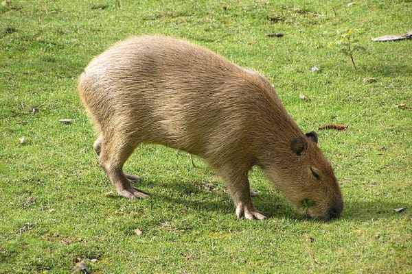 Capybara in Prague Zoo