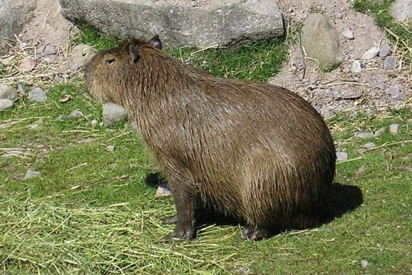 Capybara, Sweden