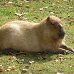 Male Capybara at Prague Zoo
