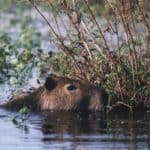 Swimming Capybara, Argentina