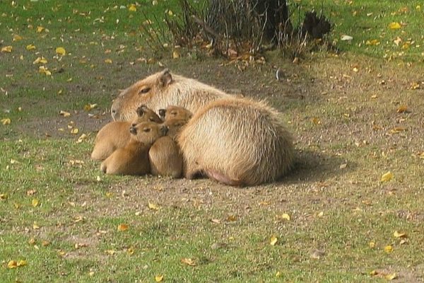 Capybara with young, Vienna