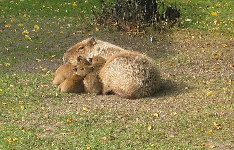 What Is a Group of Capybaras Called and How Do They Behave? AZ Animals