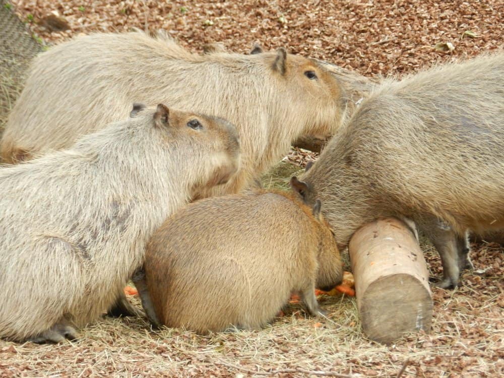 capybara vs nutria