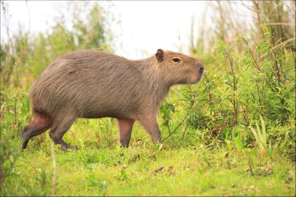 capybara eating grass