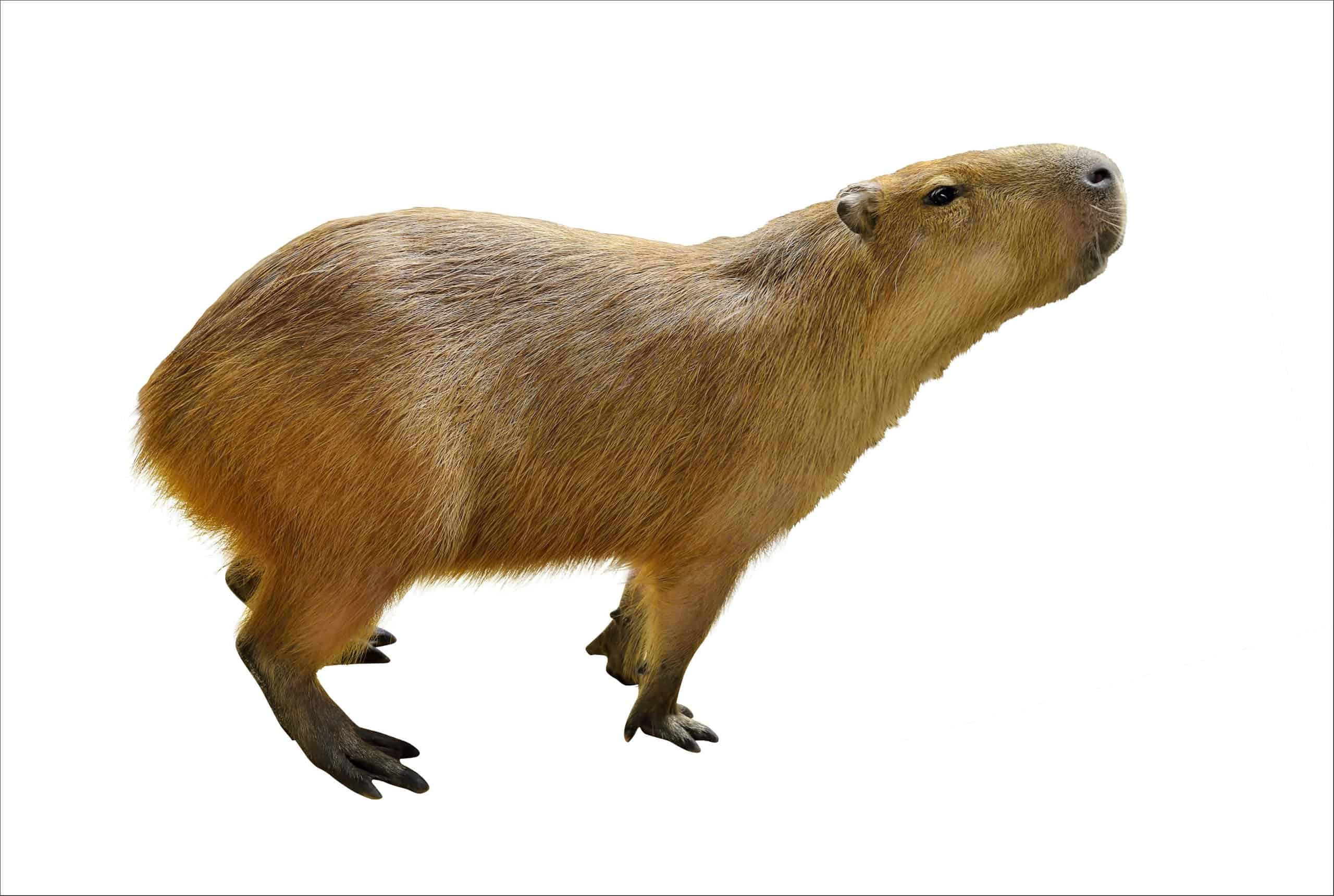 Capybara Pictures - AZ Animals
