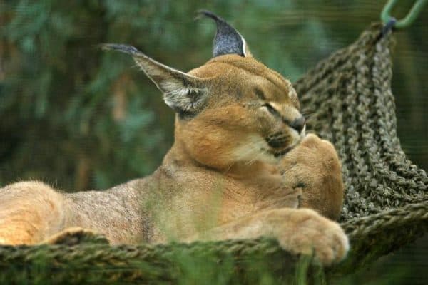 Caracal Animal Facts | Caracal Caracal | AZ Animals