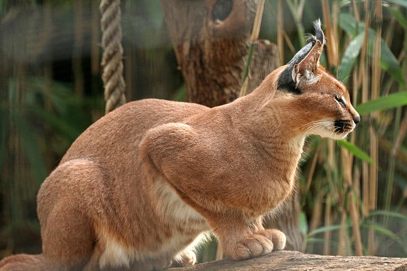 Caracal Animal Facts Caracal Caracal Az Animals