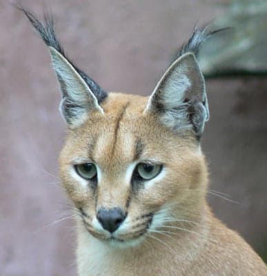 caracal african cats