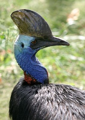 Cassowary Bird Facts | Casuarius | AZ Animals