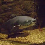Blue Catfish (Ictalurus furcatus)
