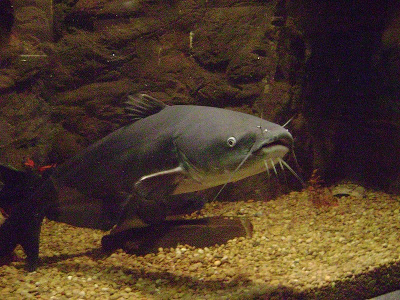 Blue catfish are common in the Mississippi River.