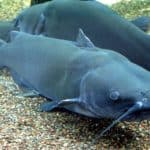 Channel Catfish (Ictalurus punctatus)  use their sensitive barbels to find food by smell, touch, and taste.