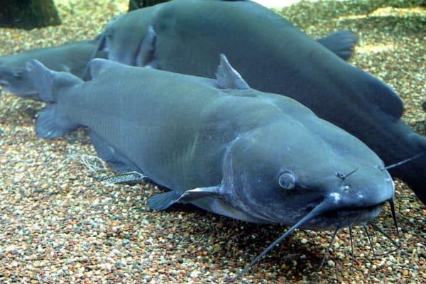 Channel Catfish (Ictalurus punctatus)  use their sensitive barbels to find food by smell, touch, and taste.