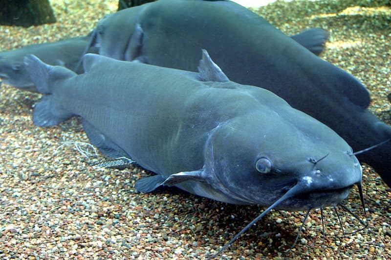 Channel catfish are one of the largest fish in Florida