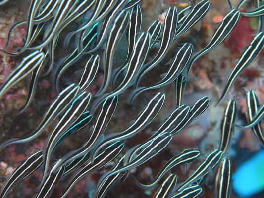 Catfish Animal Facts - Siluriformes - A-Z Animals