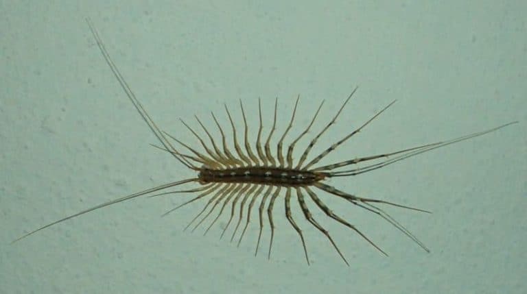 Description: House Centipede, Scutigera coleoptrata