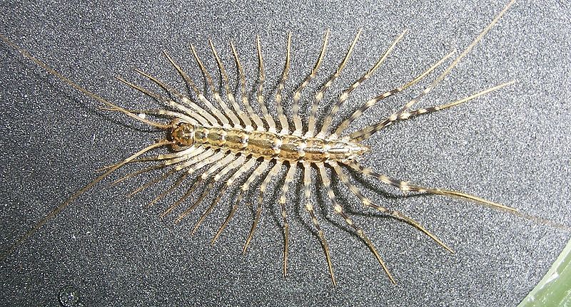 House Centipede