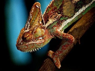 Chameleon Picture