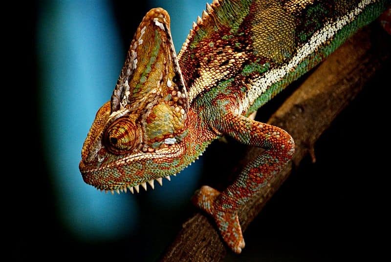 Chameleon (Chamaeleo calyptratus) in Wroclaw Zoo