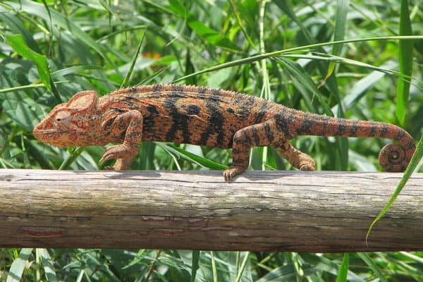 Oustalets Chameleon, Ambalavao, Madagascar