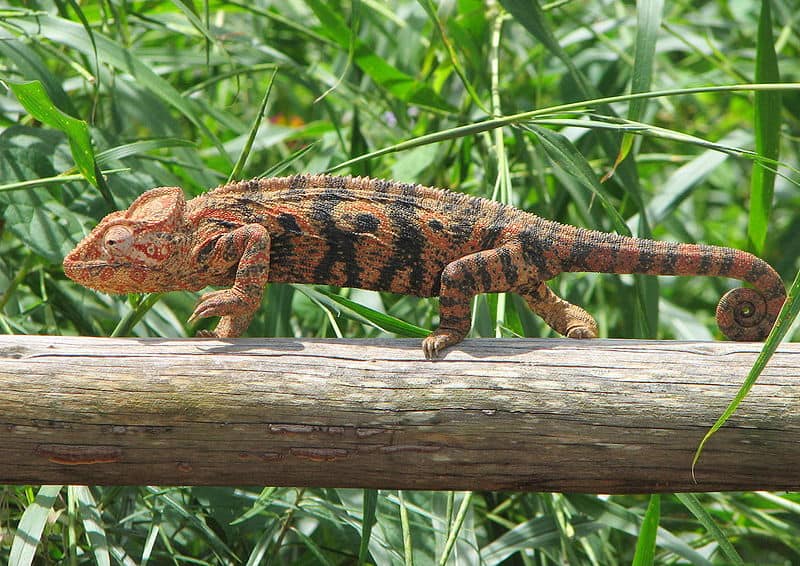Oustalets Chameleon Ambalavao, Madagascar