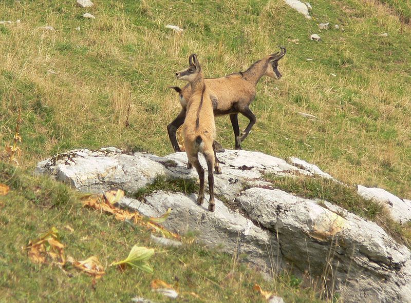 Chamois, Animals Wiki