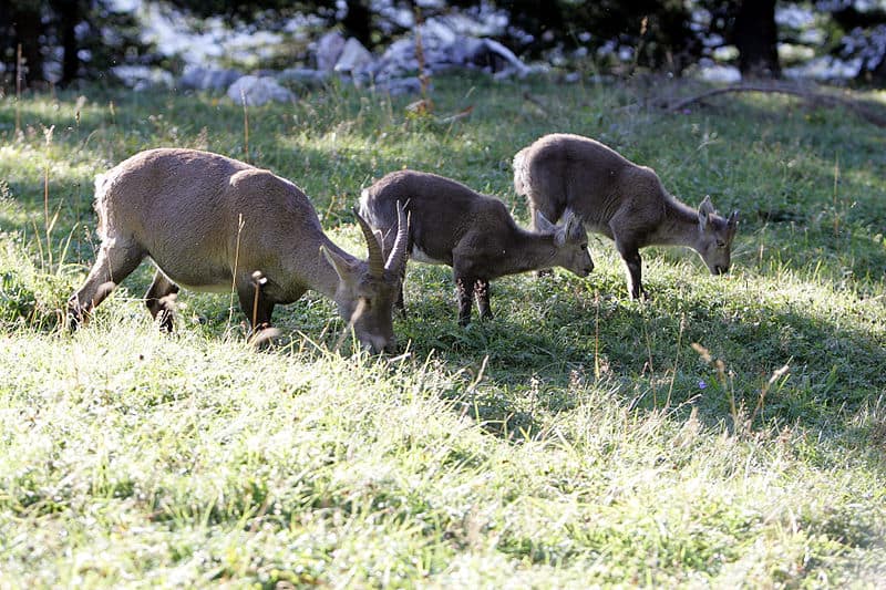 The chamois is a species of goat-antelope by strichpunkt