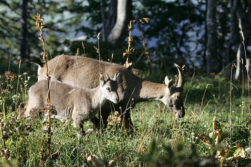 Chamois Pictures - AZ Animals