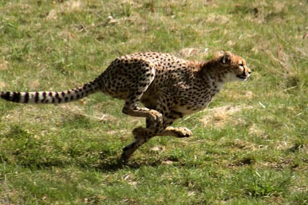 Cheetah chasing its prey