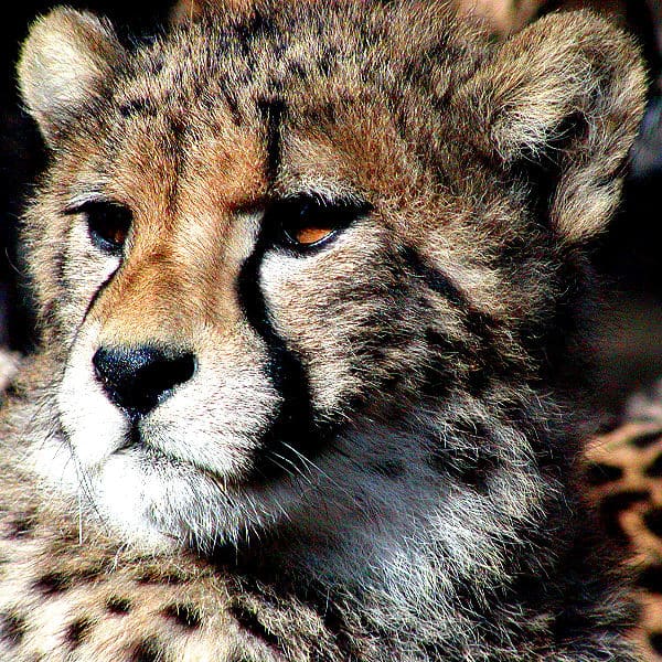 cheetah essay in english