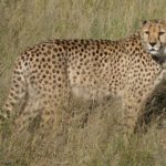Cheetah from Africat Foundation, Namibia