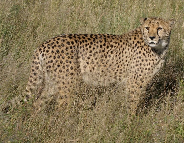 Uncurable (injured from a trap) cheetah from Africat Foundation, Namibia