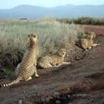 Three Cheetahs at Lewa game park, Kenya