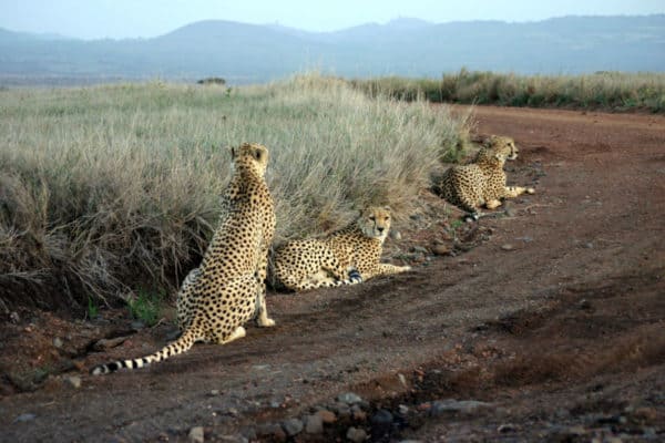 Three Cheetahs at Lewa game park, Kenya