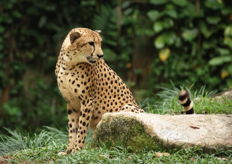 A cheetah in the Singapore Zoo