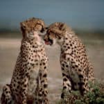 Two cheetahs (Acinonyx jubatus) sitting face to face