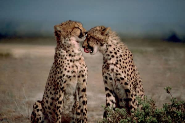 Two cheetahs (Acinonyx jubatus) sitting face to face