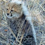 A nice cheetah (Acinonyx jubatus) youngstar