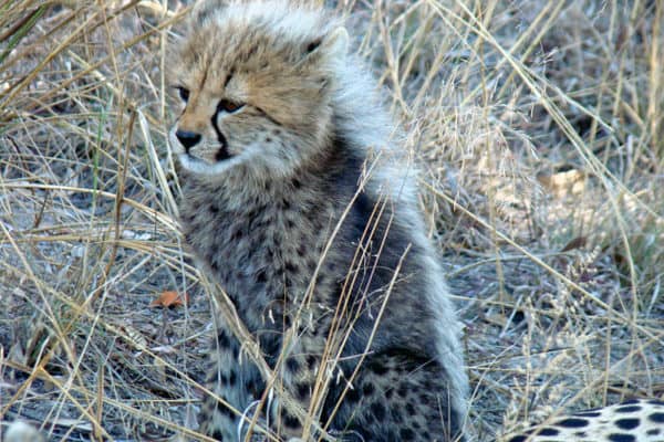 A nice cheetah (Acinonyx jubatus) youngstar