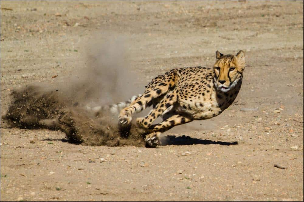 baby cheetah running fast