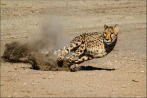 Watch This Brilliant Gazelle `Play Dead` and Escape a Hungry Cheetah and Hyena photo