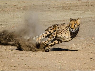 A Watch This Brilliant Gazelle `Play Dead` and Escape a Hungry Cheetah and Hyena