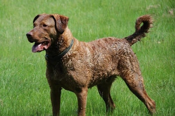 dog breed chesapeake bay retriever