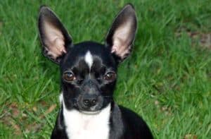 Chihuahua Quiz: What Do You Know About This Breed? A Z Animals