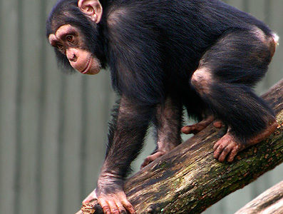 chimpanzee weight in pounds