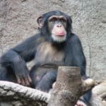Common chimpanzee in the Leipzig Zoo