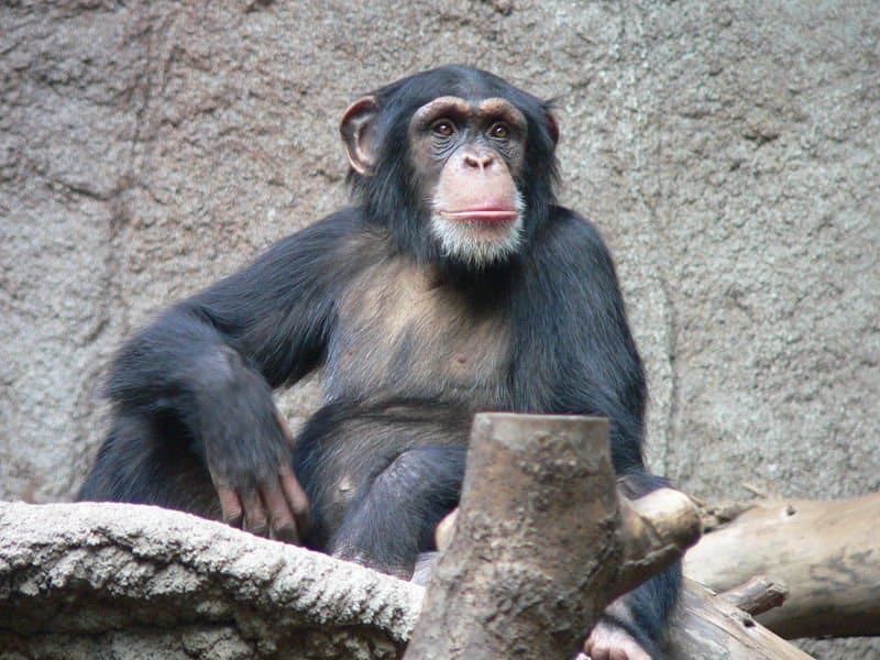 chimpanzee weight in pounds