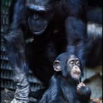 Mother and baby Chimp at Baltimore Zoo