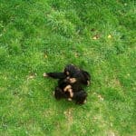 Young Chimps Playing