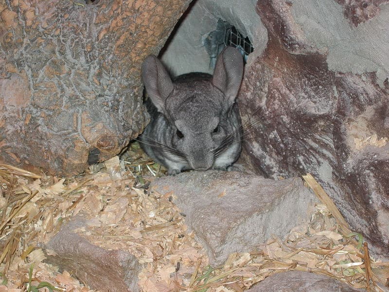 do chinchillas sleep with their eyes open